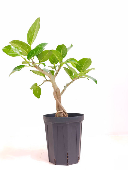 現品商品@15 ベンガレンシス 6号M（高さ：64cm、幅：51cm）