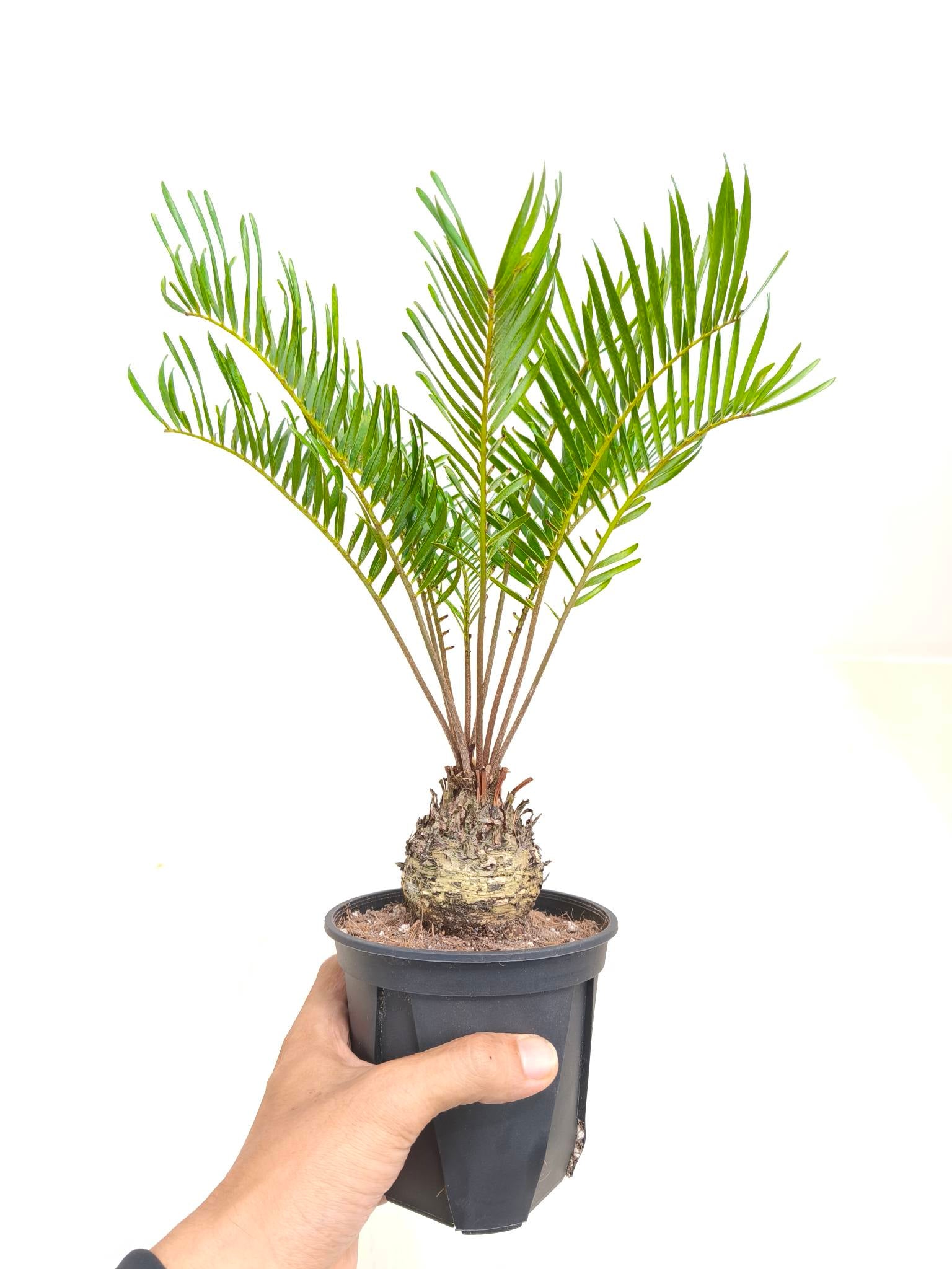 ザミア・フロリダーナの現品商品 | 観葉植物通販AONOKI（あおのき）
