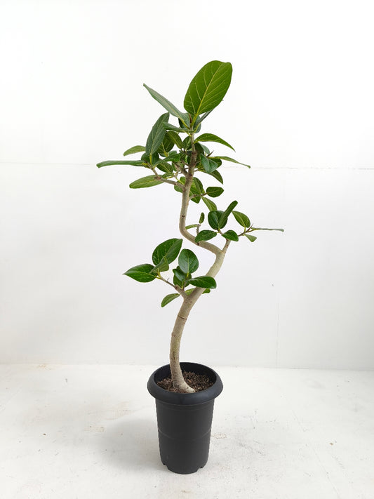現品商品@1 ベンガレンシス 6号（高さ：89cm、幅：44cm）