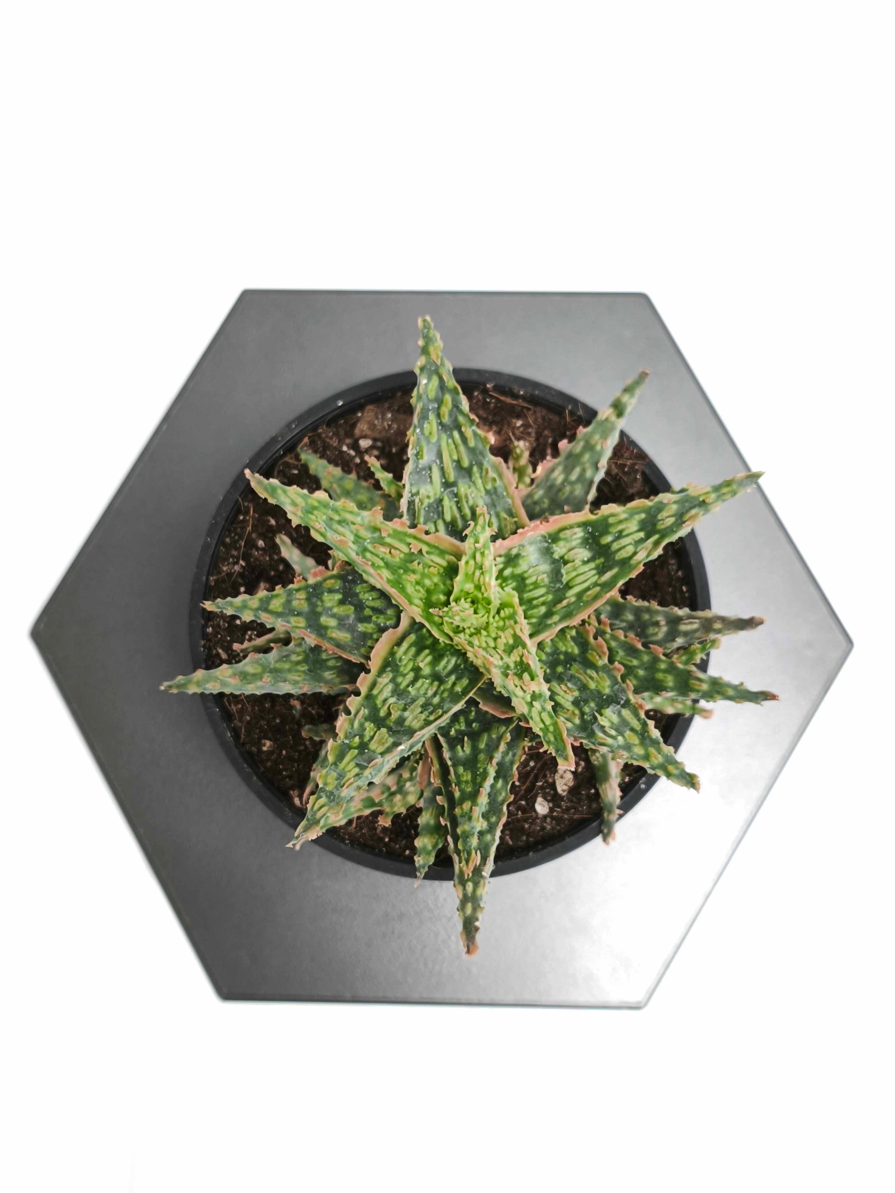 アロエhyb4号の現品商品の通販 | 観葉植物通販AONOKI（あおのき）