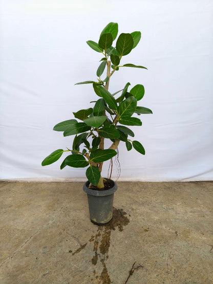 現品商品@4 ベンガレンシス 6号（高さ： 95cm、幅：50cm）