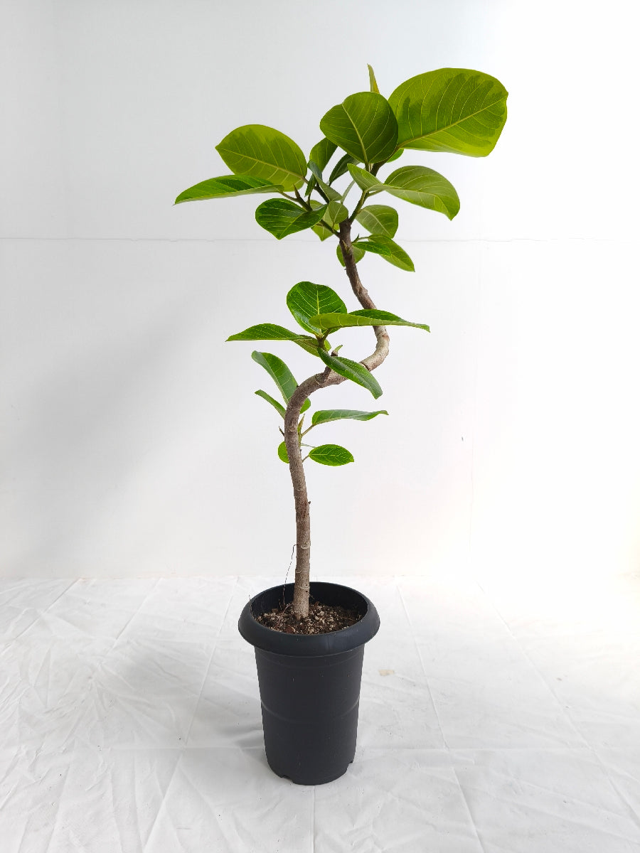 現品商品@4 アルテシマ 6号（高さ：88cm、幅：45cm）