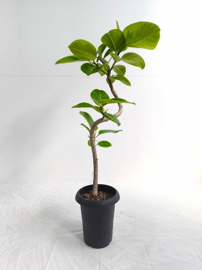 現品商品@4 アルテシマ 6号（高さ：88cm、幅：45cm）