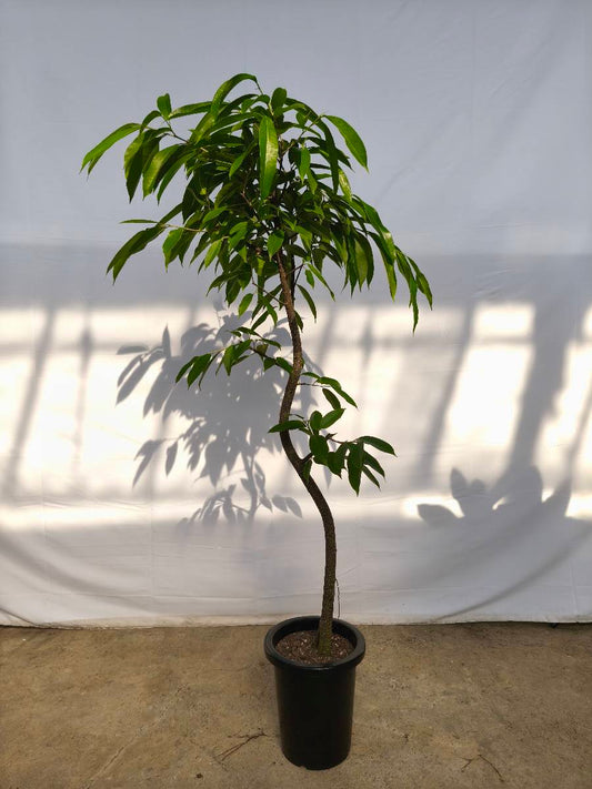 現品商品＠11 アムステルダム 8号（高さ：157cm、幅：80cm）