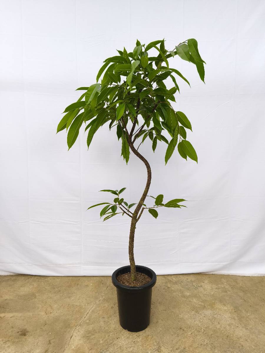 現品商品＠12 アムステルダム 8号（高さ：147cm、幅：67cm）