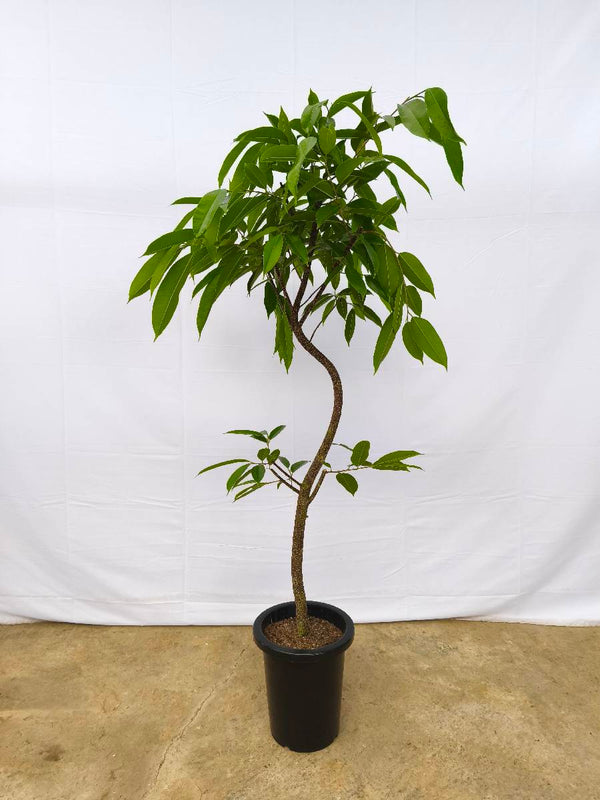 現品商品＠12 アムステルダム 8号（高さ：147cm、幅：67cm）