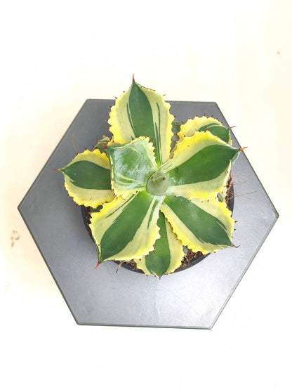 現品商品@1 アガベ”兜蟹錦” 4号（高さ：20cm、幅：15cm）