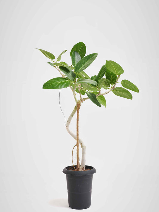 現品商品@5 ベンガレンシス 6号（高さ：88cm、幅：54cm）