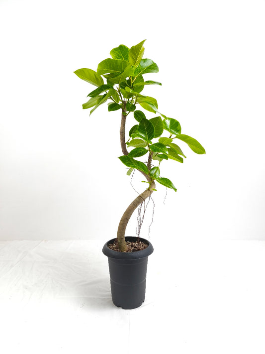 現品商品@5 アルテシマ 6号（高さ：95cm、幅：54cm）