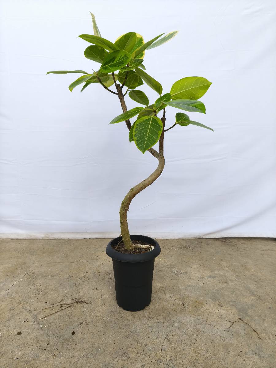 現品商品@4 アルテシマ 6号（高さ：95cm、幅：50cm）
