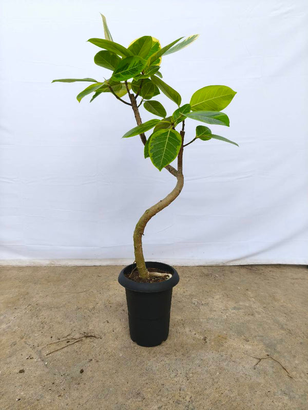 現品商品@4 アルテシマ 6号（高さ：95cm、幅：50cm）