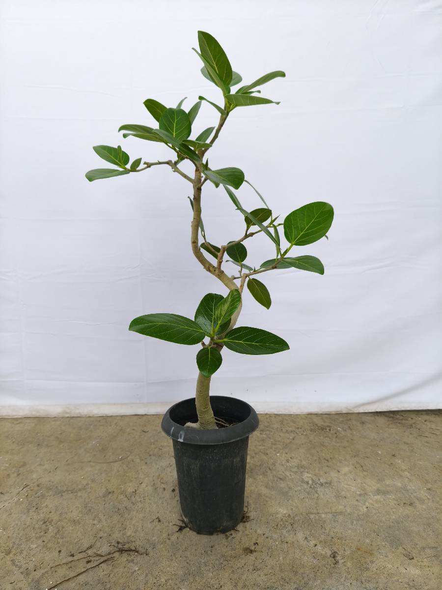 現品商品@2 ベンガレンシス 6号（高さ：90cm、幅：45cm）
