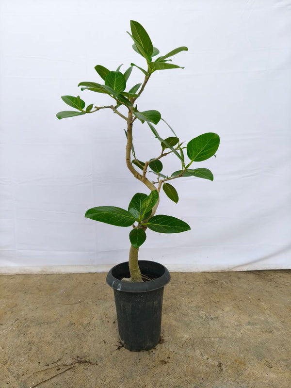 現品商品@2 ベンガレンシス 6号（高さ：90cm、幅：45cm）