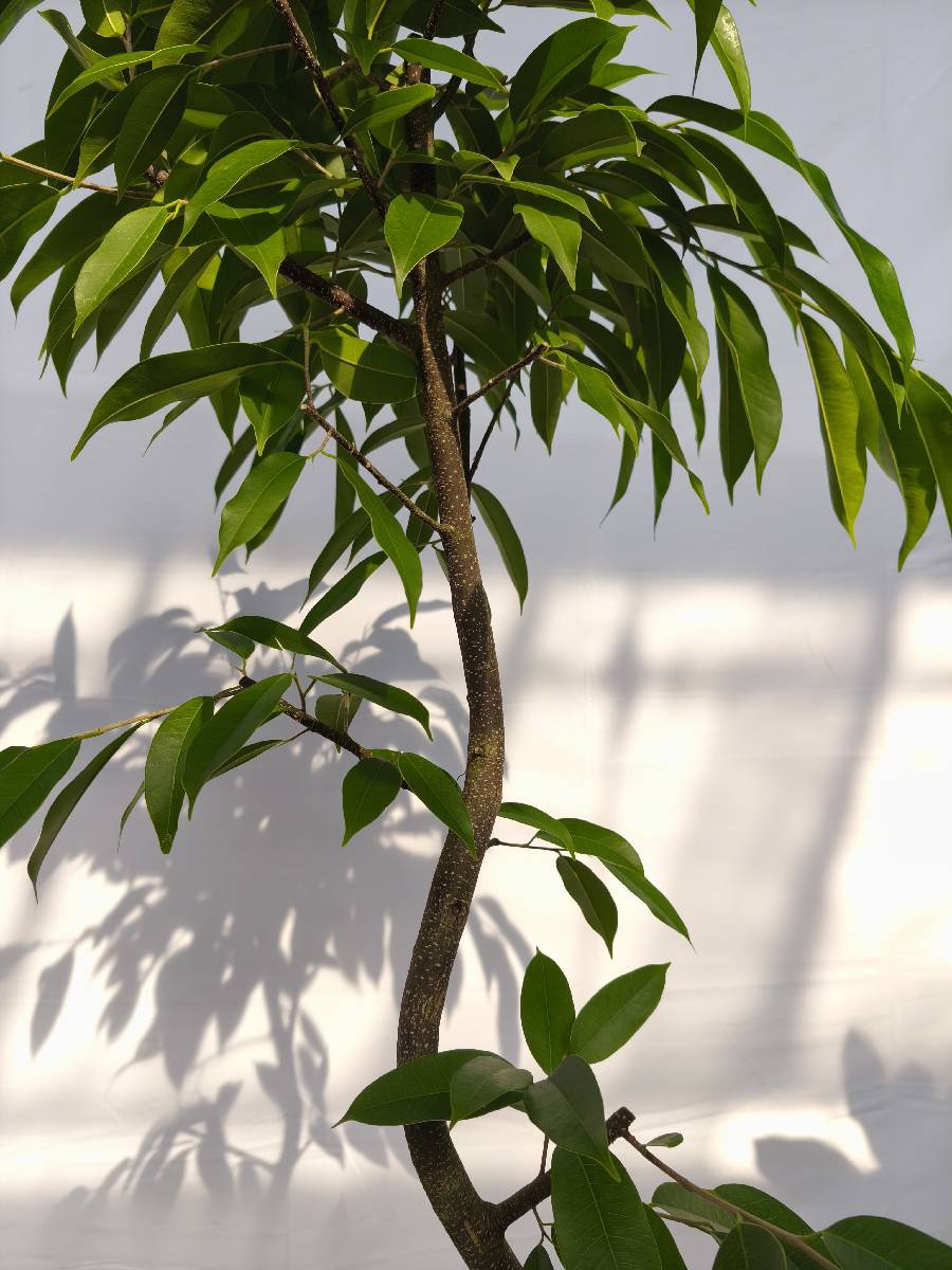 現品商品＠11 アムステルダム 8号（高さ：157cm、幅：80cm）