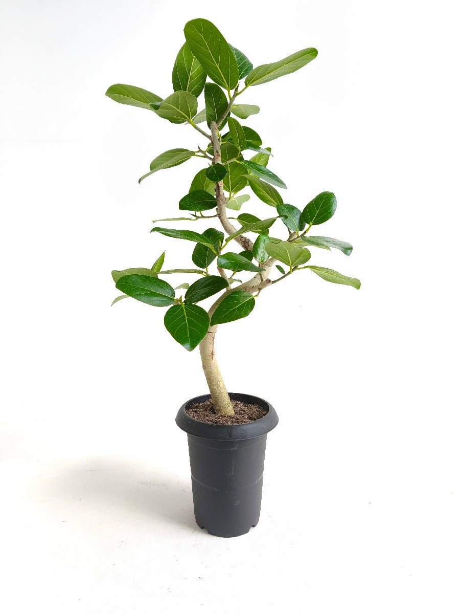 現品商品@1 ベンガレンシス 6号（高さ：84cm、幅：49cm）