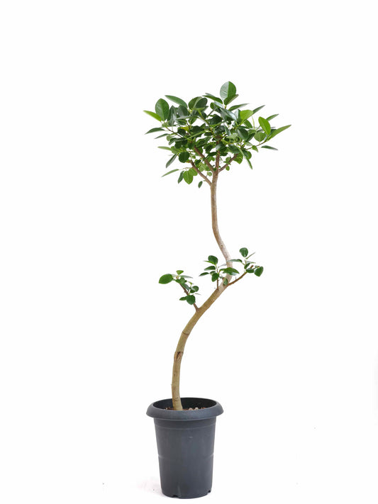 現品商品＠1 フランスゴム 6号（高さ：101cm、幅：34cm）