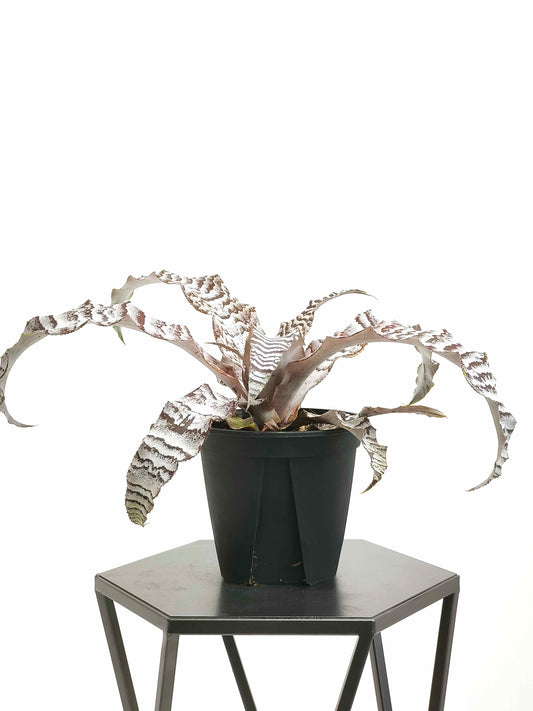 現品商品@2 クリプタンサス・アブソリュートゼロ 4号（高さ：19.5cm、幅：35cm）