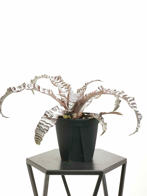 現品商品@2 クリプタンサス・アブソリュートゼロ 4号（高さ：19.5cm、幅：35cm）