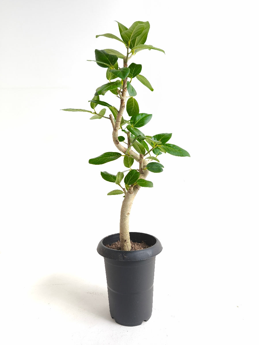 現品商品@4 ベンガレンシス 6号（高さ：84cm、幅：40cm）