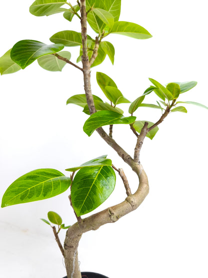 現品商品@1 アルテシマ 6号（高さ：94cm、幅：49cm）