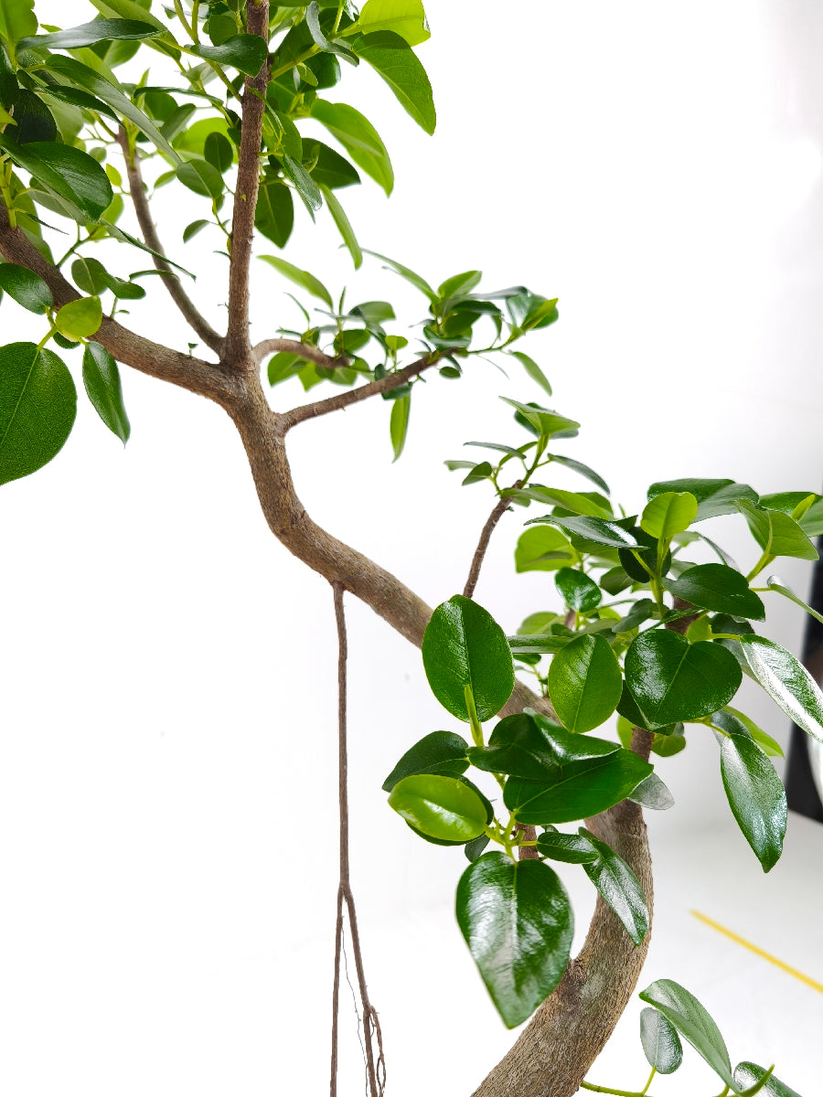 現品商品＠2 フランスゴム 6号（高さ：83cm、幅：41cm）