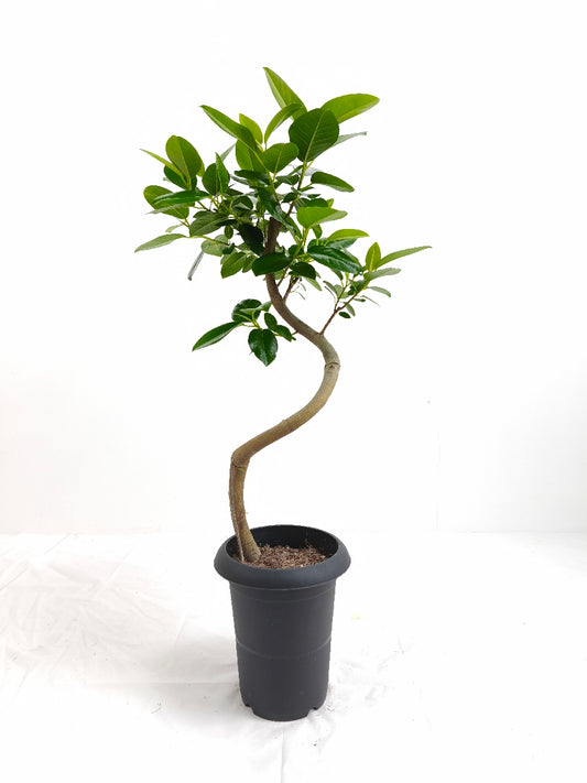 現品商品＠1 フランスゴム 6号（高さ：84cm、幅：40cm）