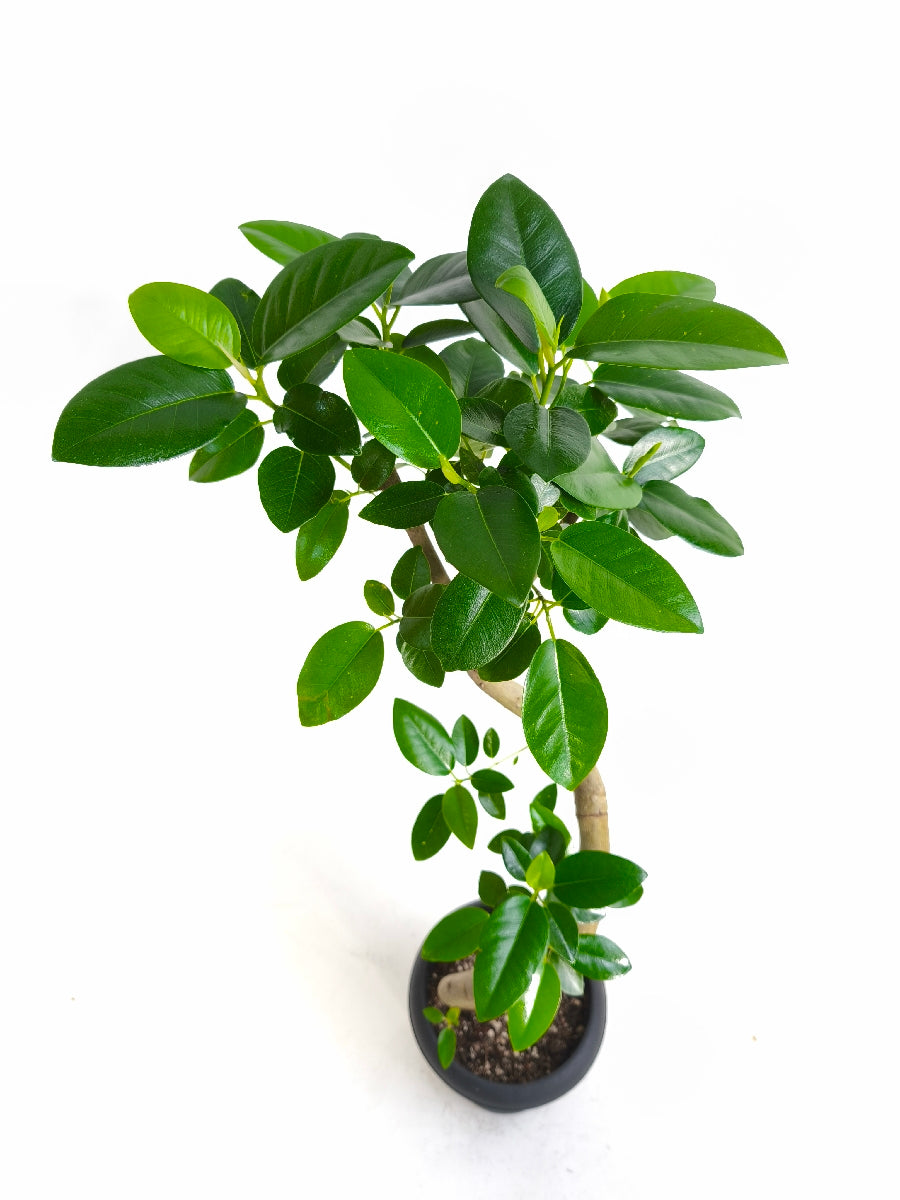 現品商品＠1 フランスゴム 6号（高さ：87cm、幅：39cm）