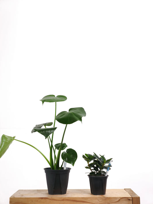 初心者向け 観葉植物2点セット #4