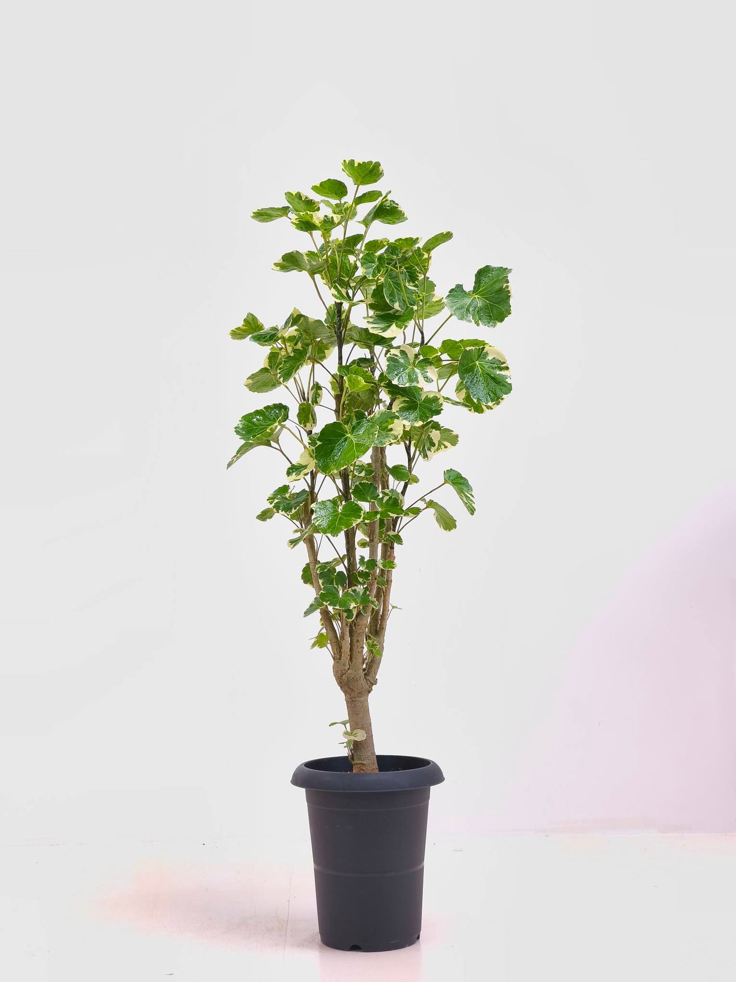 現品商品@4 ポリシャス・マルギナータ 6号（高さ：92cm、幅：34cm）