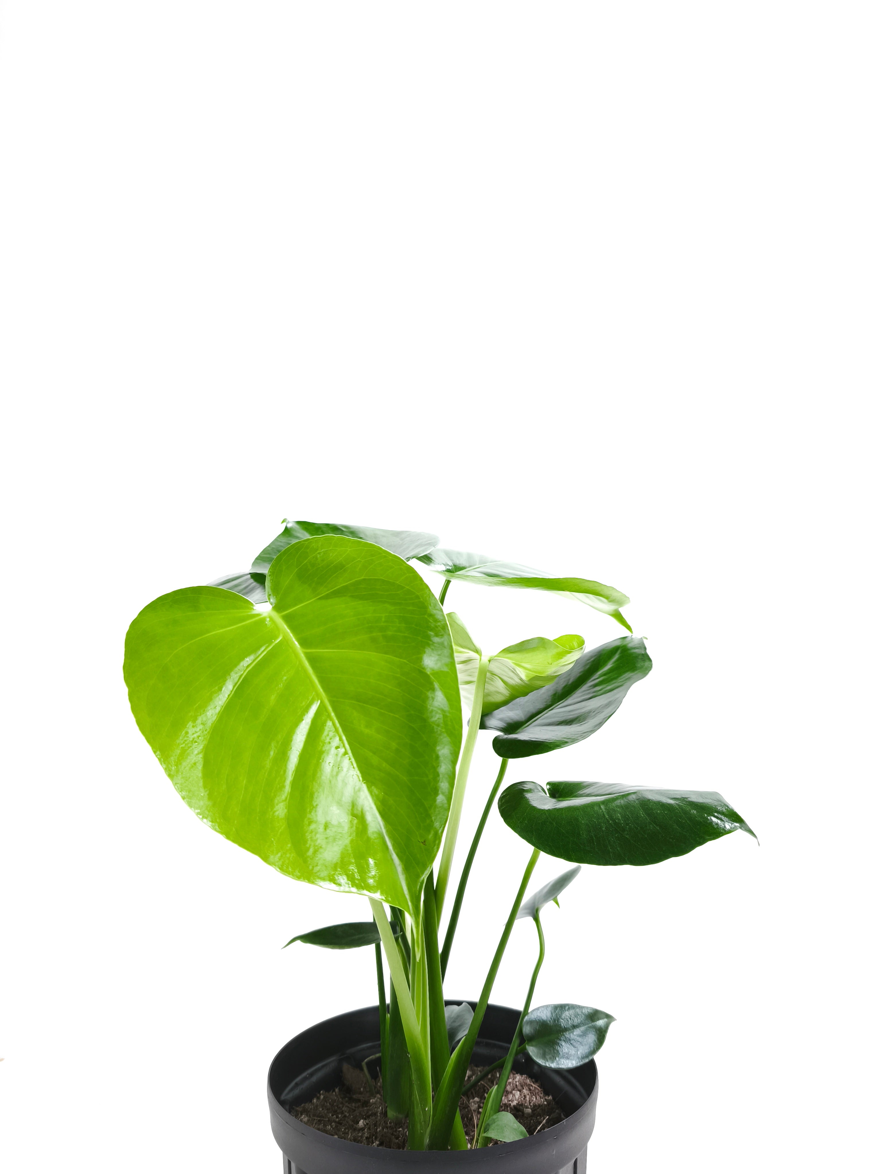 植物園などにある葉の大きな(モンステラ・デリシオーサ)観葉植物
