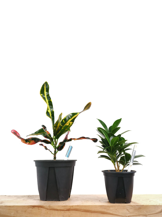 初心者向け 観葉植物2点セット #2