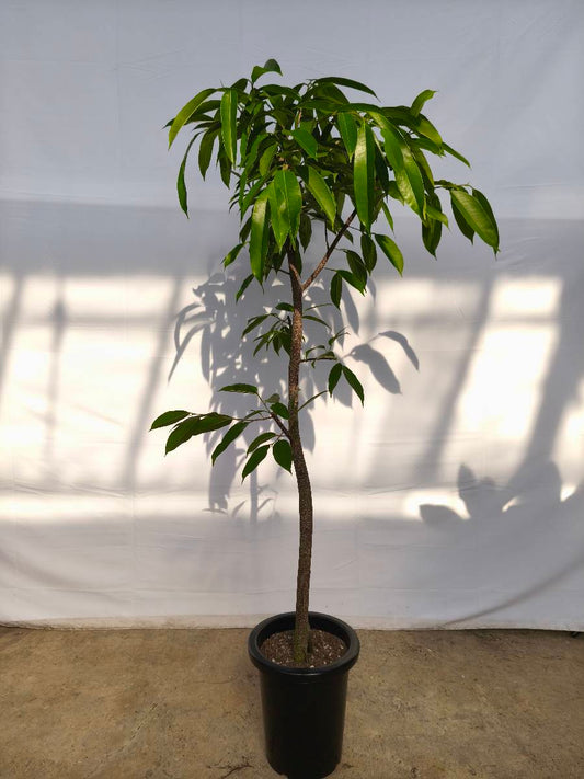 現品商品＠11 アムステルダム 8号（高さ：157cm、幅：80cm）