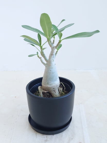 現品商品@2 アデニウム 4号（高さ：31cm、幅：20cm）【同梱可能商品-沖縄発送】