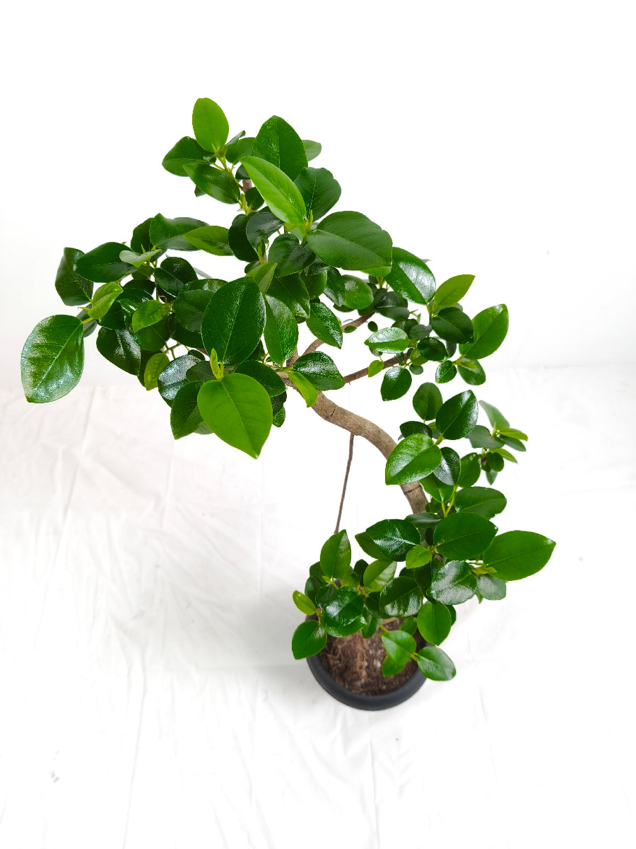 現品商品＠2 フランスゴム 6号（高さ：83cm、幅：41cm）