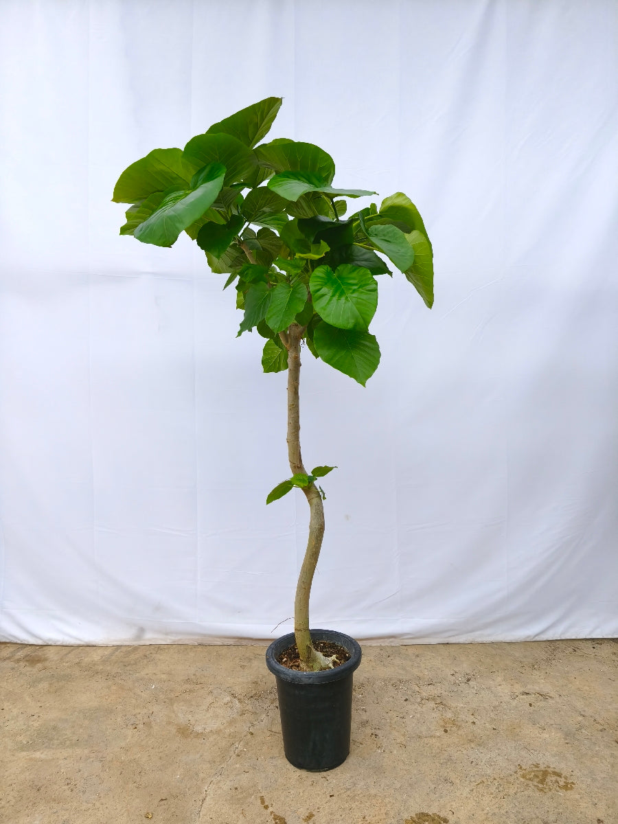 現品商品＠13 ウンベラータ 8号（高さ：158cm、幅：75cm）