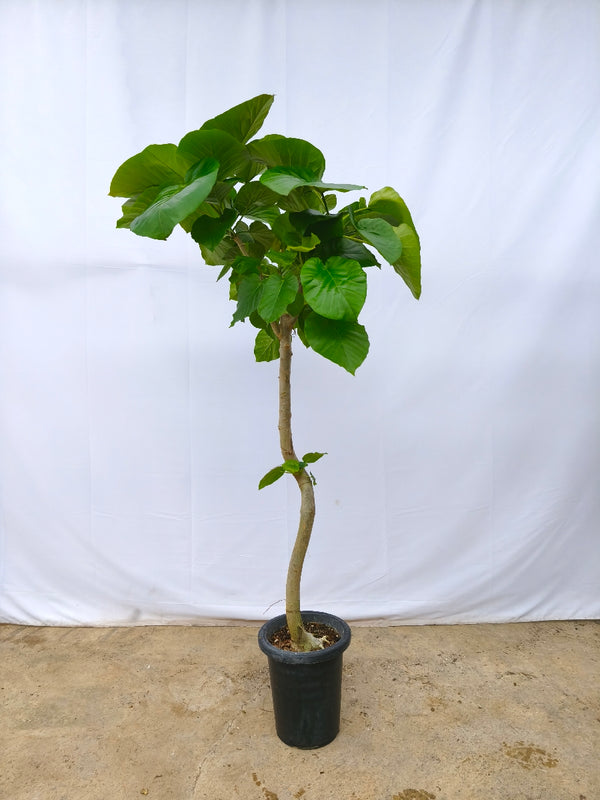 現品商品＠13 ウンベラータ 8号（高さ：158cm、幅：75cm）