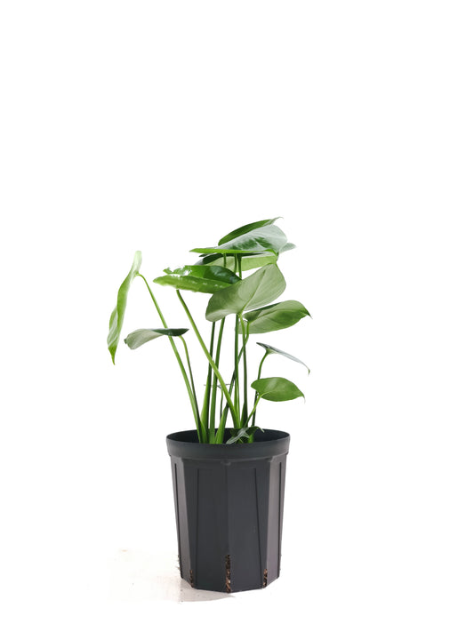 現品商品＠3 モンステラ・デリシオーサ 6号（高さ：53cm、幅：40cm）