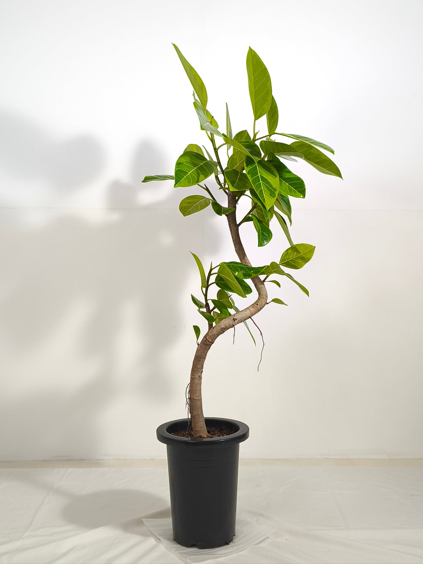 現品商品@1 アルテシマ 7号（高さ：115cm、幅：57cm）