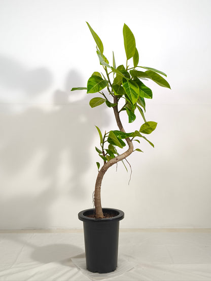 現品商品@1 アルテシマ 7号（高さ：115cm、幅：57cm）