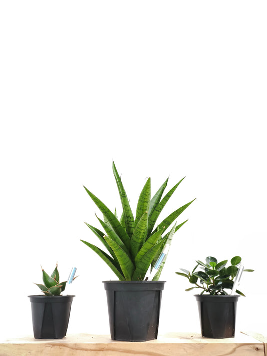 初心者向け 観葉植物3点セット #5