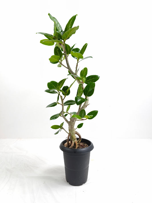 現品商品@1 ベンガレンシス 6号（高さ：87cm、幅：31cm）