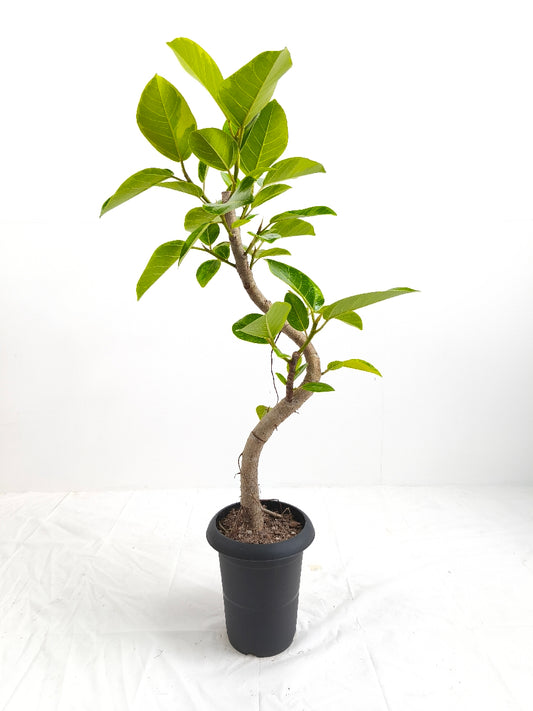 現品商品@8 アルテシマ 6号（高さ：95cm、幅：52cm）