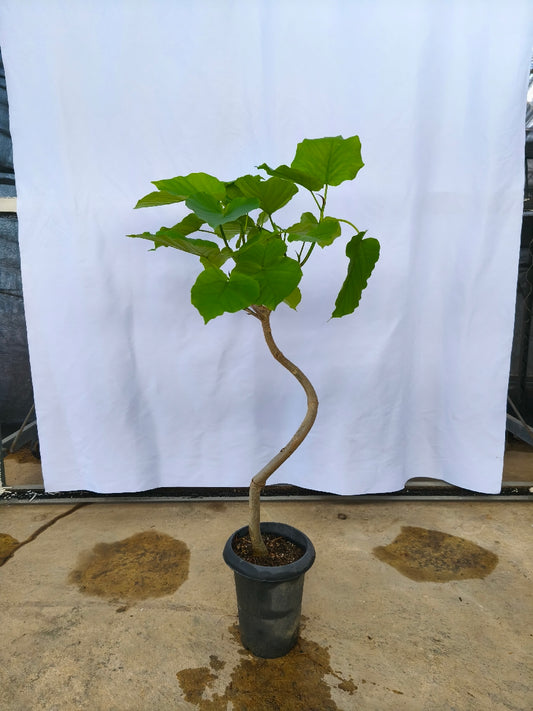 現品商品＠2 ウンベラータ 6号（高さ：103cm、幅：54cm）