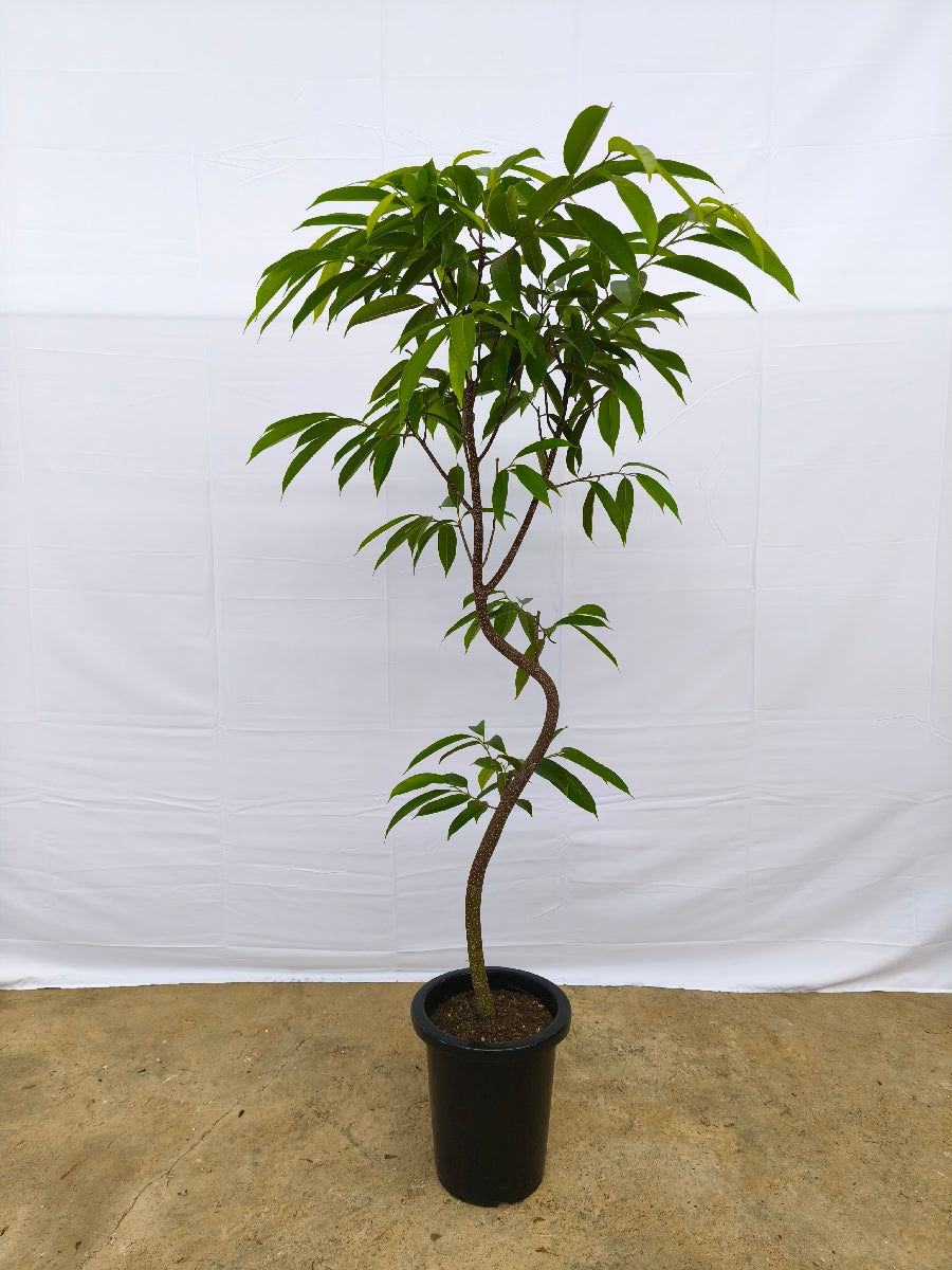 現品商品＠11 アムステルダム 8号（高さ：155cm、幅：74cm）
