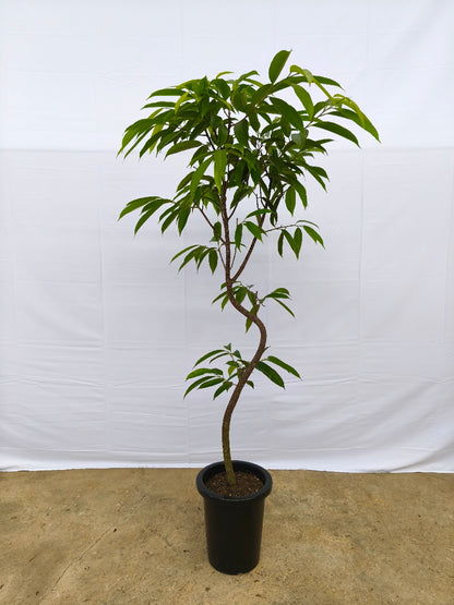 現品商品＠11 アムステルダム 8号（高さ：155cm、幅：74cm）