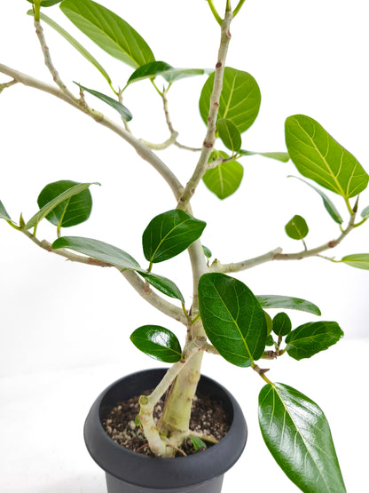 【Unique Form】ベンガレンシス 6号（高さ：79cm、幅：60cm）#14