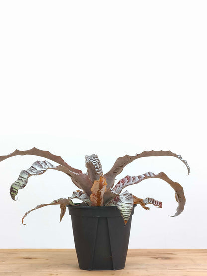 現品商品@1 クリプタンサス・アブソリュートゼロ 4号（高さ：20cm、幅：36cm）
