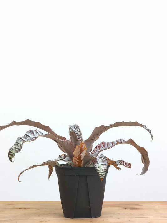 現品商品@1 クリプタンサス・アブソリュートゼロ 4号（高さ：20cm、幅：36cm）