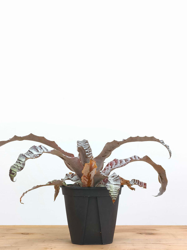 現品商品@1 クリプタンサス・アブソリュートゼロ 4号（高さ：20cm、幅：36cm）