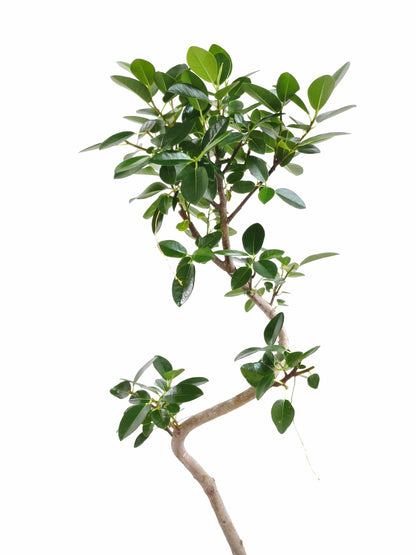 現品商品＠4 フランスゴム 6号（高さ：92.5cm、幅：33cm）